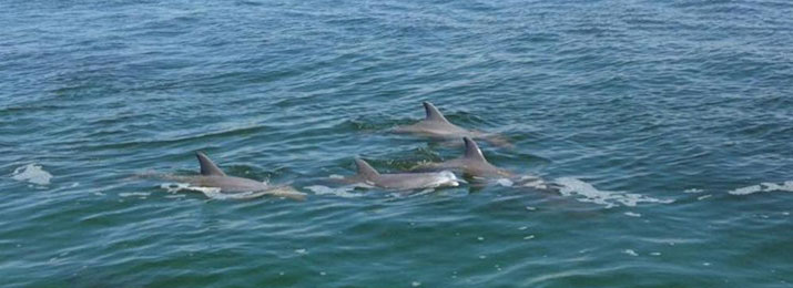 Click here for Sea Blaster Dolphin Sightseeing Cruise Discounts