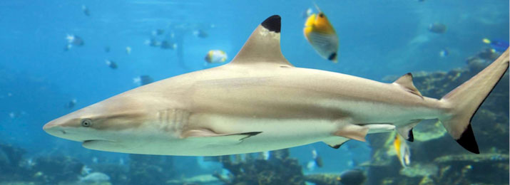 Save up to 40% Off Sea Life in Orlando! 