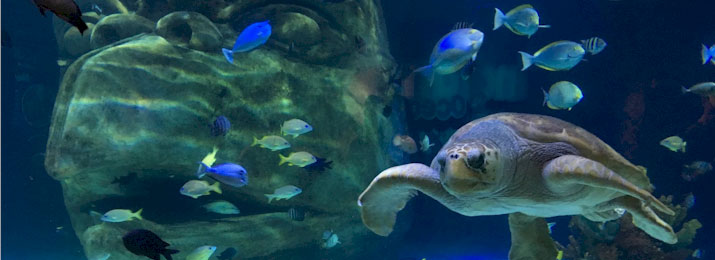 Save up to 40% Off Sea Life in Orlando! 