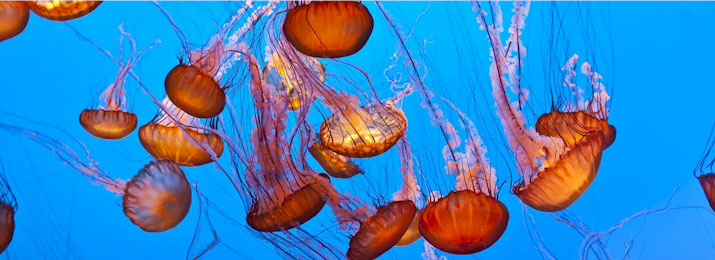 Save up to 40% Off Sea Life in Orlando! 