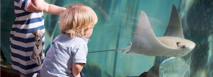 SEA LIFE Grapevine Aquarium. Save $5.00 with Mobile-Friendly Discount Coupon