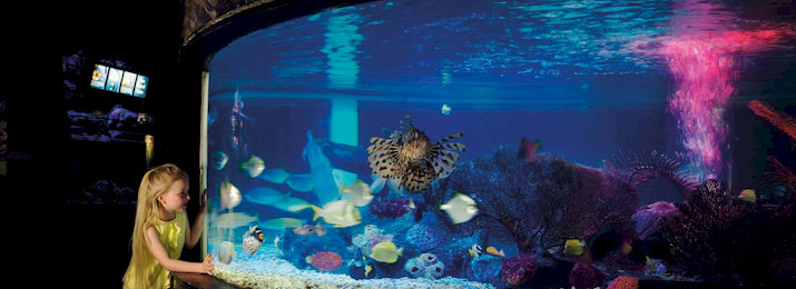 SEA LIFE Grapevine Aquarium. Save $5.00 with Mobile-Friendly Discount Coupon