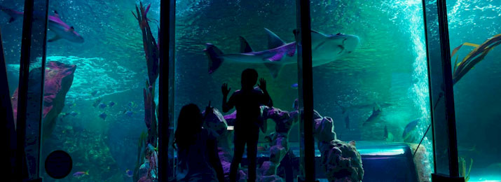 SEA LIFE Grapevine Aquarium. Save $5.00 with Mobile-Friendly Discount Coupon