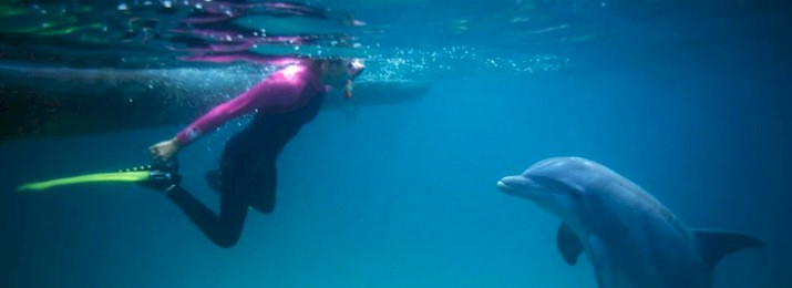 4 Hour Shell Island Dolphin Swim Experience