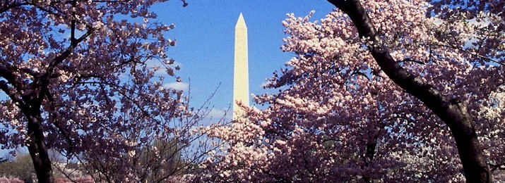 Save 15% Off Washington, DC Cherry Blossom Tour
