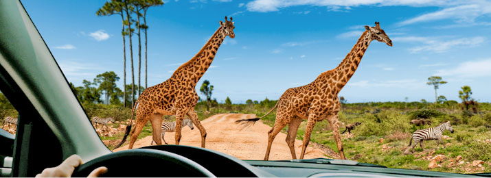 Wild Florida Drive Thru Safari Park. Save 20%