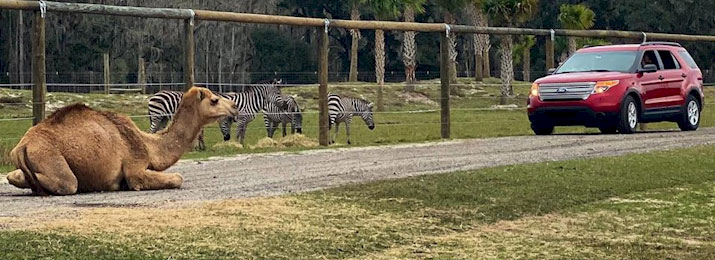 Wild Florida Drive Thru Safari Park. Save 20%